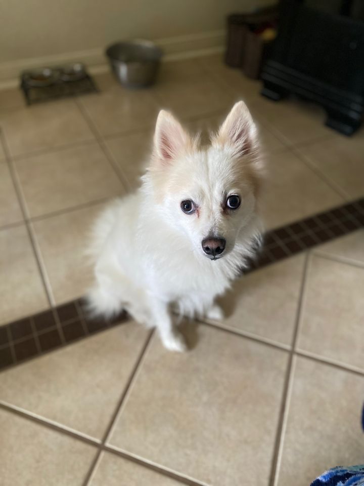 Dog For Adoption Diesel An American Eskimo Dog Pomeranian Mix In Houston Tx Petfinder