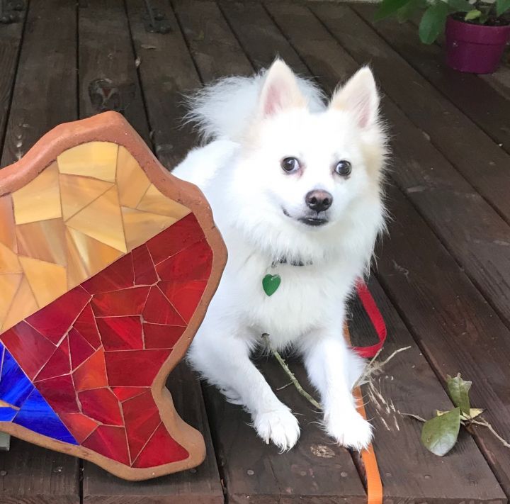 american eskimo chow mix