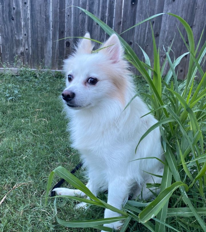 Diesel, an adoptable American Eskimo Dog & Pomeranian Mix in Houston, TX_image-3