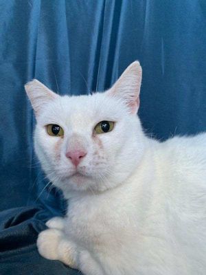 Meet Snow Snow is a very pretty Turkish Van Mix She is between 2-5 years old She is a sweet