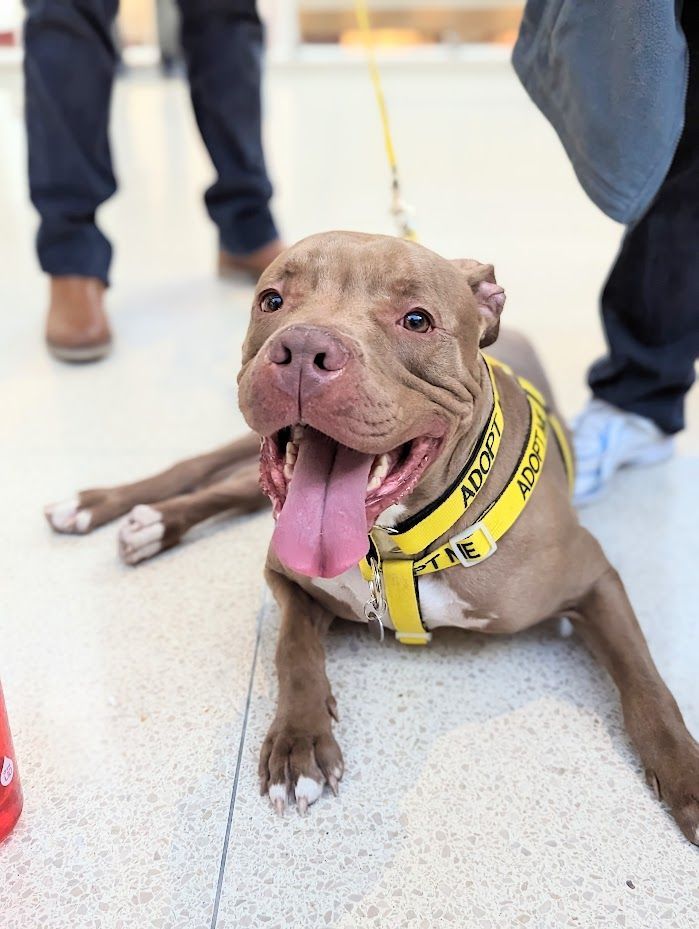 Pilgrim, an adoptable Pit Bull Terrier Mix in Romeoville, IL_image-3