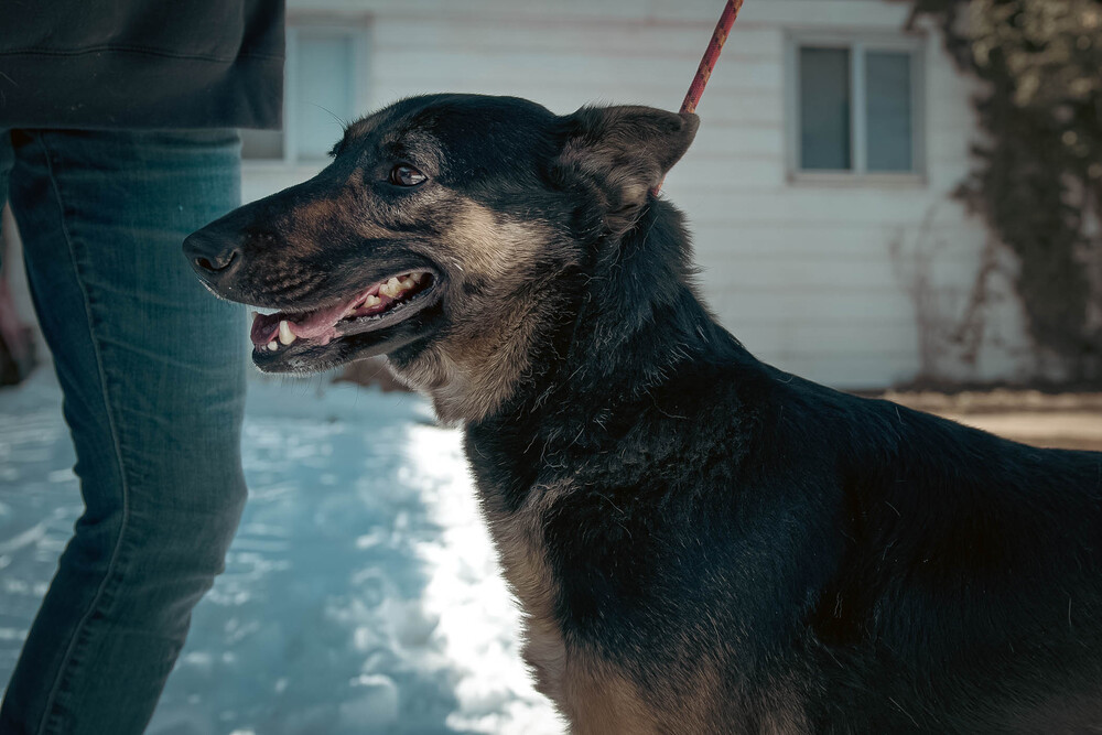 Theena, an adoptable German Shepherd Dog in Castle Rock, CO, 80104 | Photo Image 5
