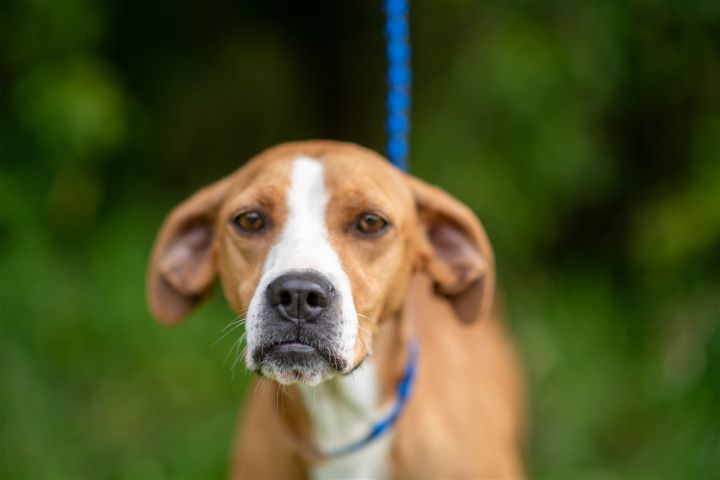 Gracie, an adoptable Mountain Cur Mix in Louisville, IL_image-1