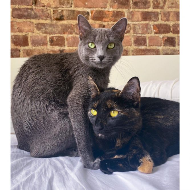 Layla & Selina - Two Lap Cats are Better than One!