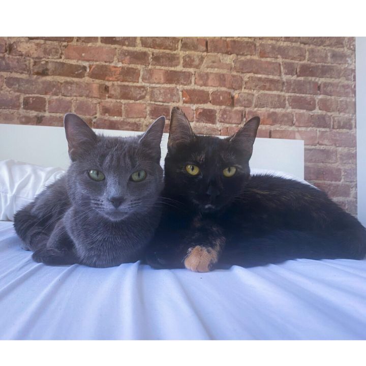 Selina & Layla- Two Lap Cats are Better than One! 1