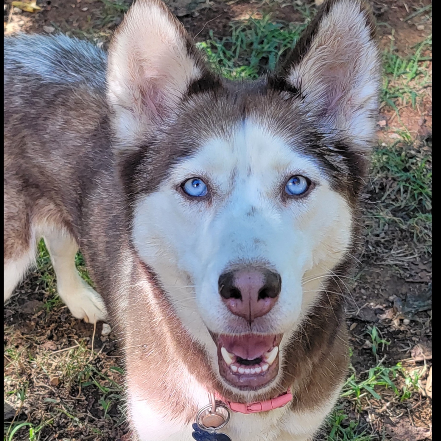 Dog For Adoption Sakari A Siberian Husky Mix In Charlotte Nc Petfinder