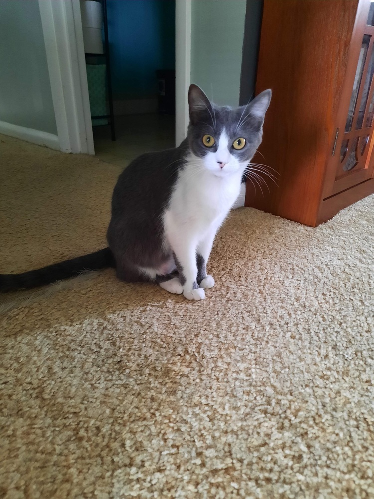 Pebbles, an adoptable Domestic Short Hair in Ocala, FL, 34475 | Photo Image 1