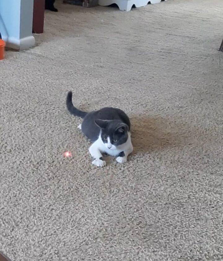 Pebbles 2