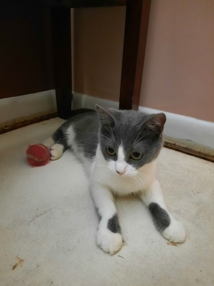 Pebbles, an adoptable Domestic Short Hair in Ocala, FL, 34475 | Photo Image 4