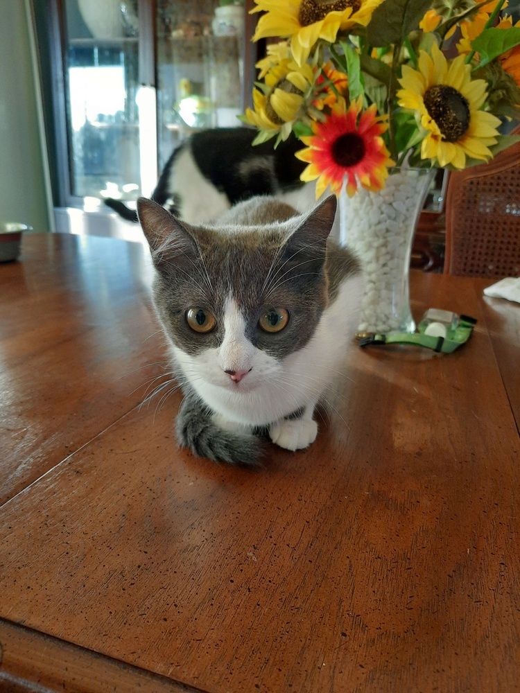 Pebbles, an adoptable Domestic Short Hair in Ocala, FL, 34475 | Photo Image 5