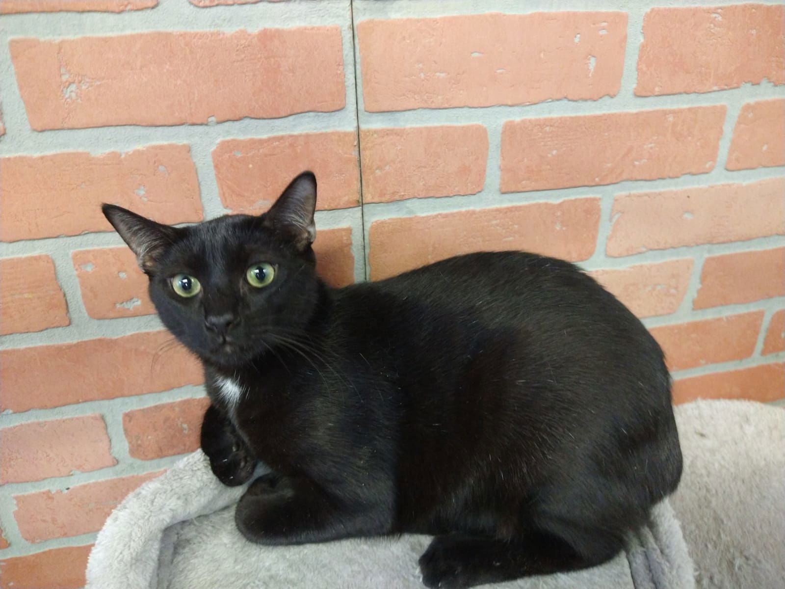 Eduardo, an adoptable Domestic Short Hair in Margate, FL, 33068 | Photo Image 1