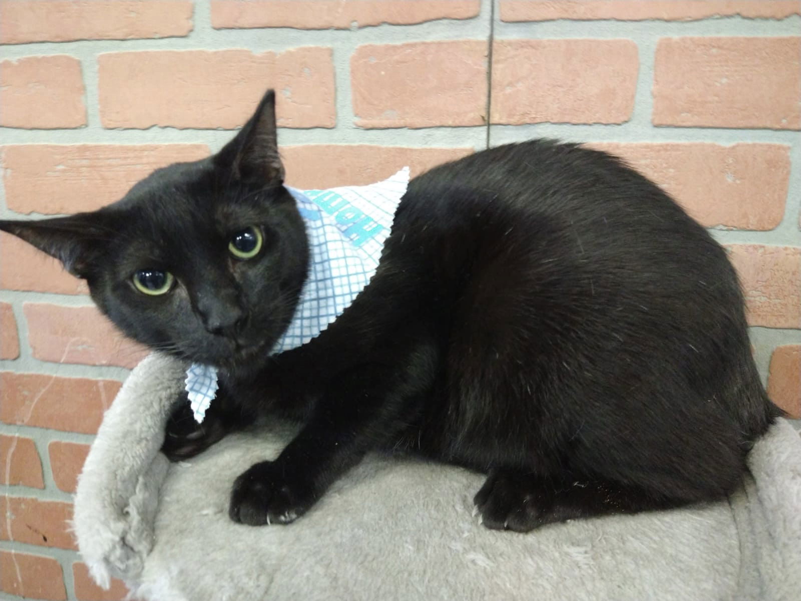 Eduardo, an adoptable Domestic Short Hair in Margate, FL, 33068 | Photo Image 5