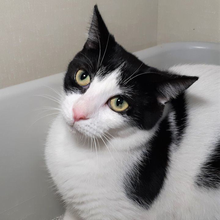 Beatrice and Bambi, an adoptable Domestic Short Hair in Waterdown, ON, L0R 2H0 | Photo Image 5