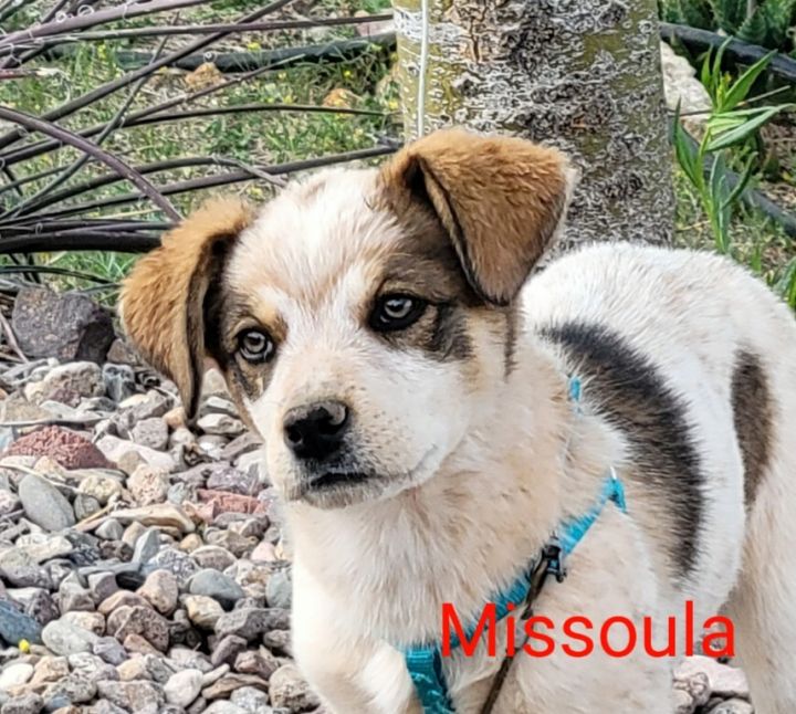 Dog For Adoption Missoula Zorra An Australian Shepherd Australian Cattle Dog Blue Heeler Mix In Tucson Az Petfinder