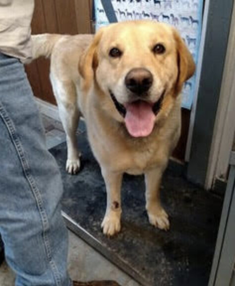 Dog For Adoption Zen A Golden Retriever Yellow Labrador Retriever Mix In Louisville Ky Petfinder