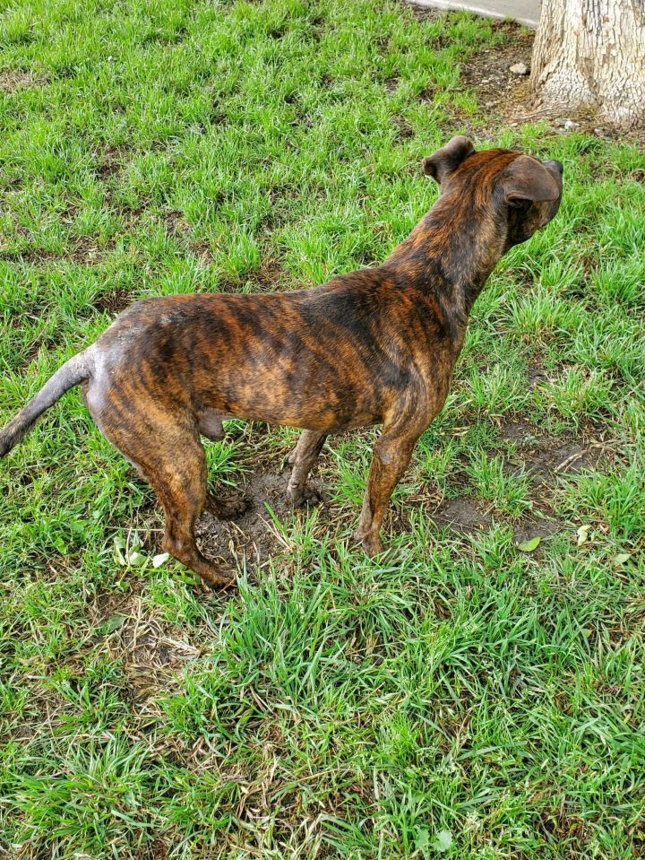 Petey 3
