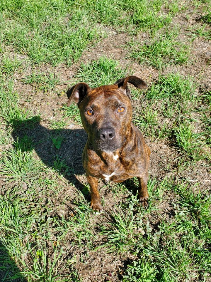 Petey, an adopted Pit Bull Terrier Mix in Corsicana, TX_image-5