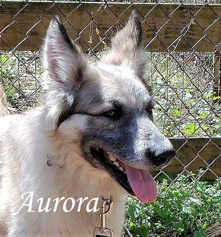 Aurora 1