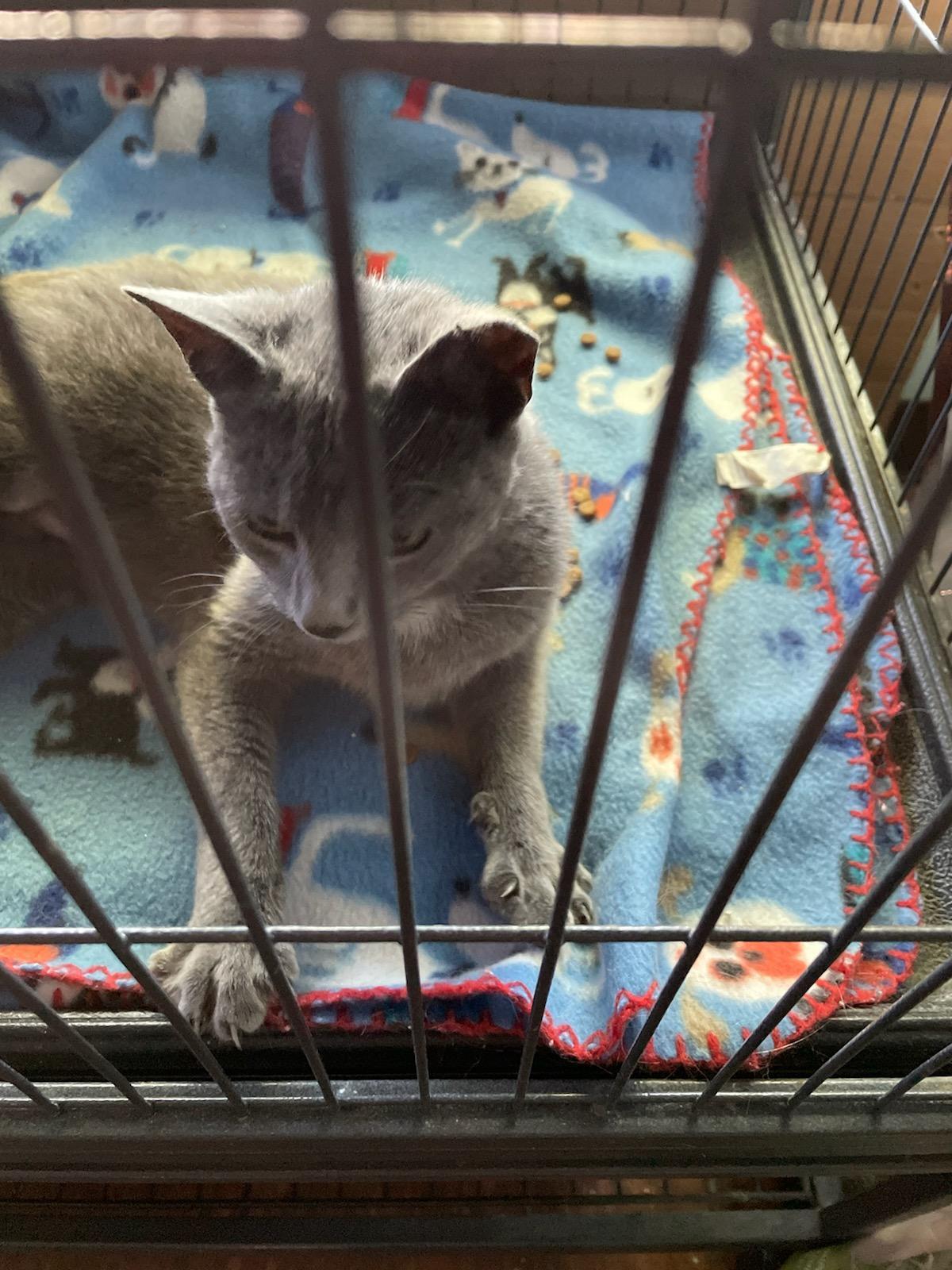 Chubb, an adoptable American Shorthair in Monticello, GA, 31064 | Photo Image 2