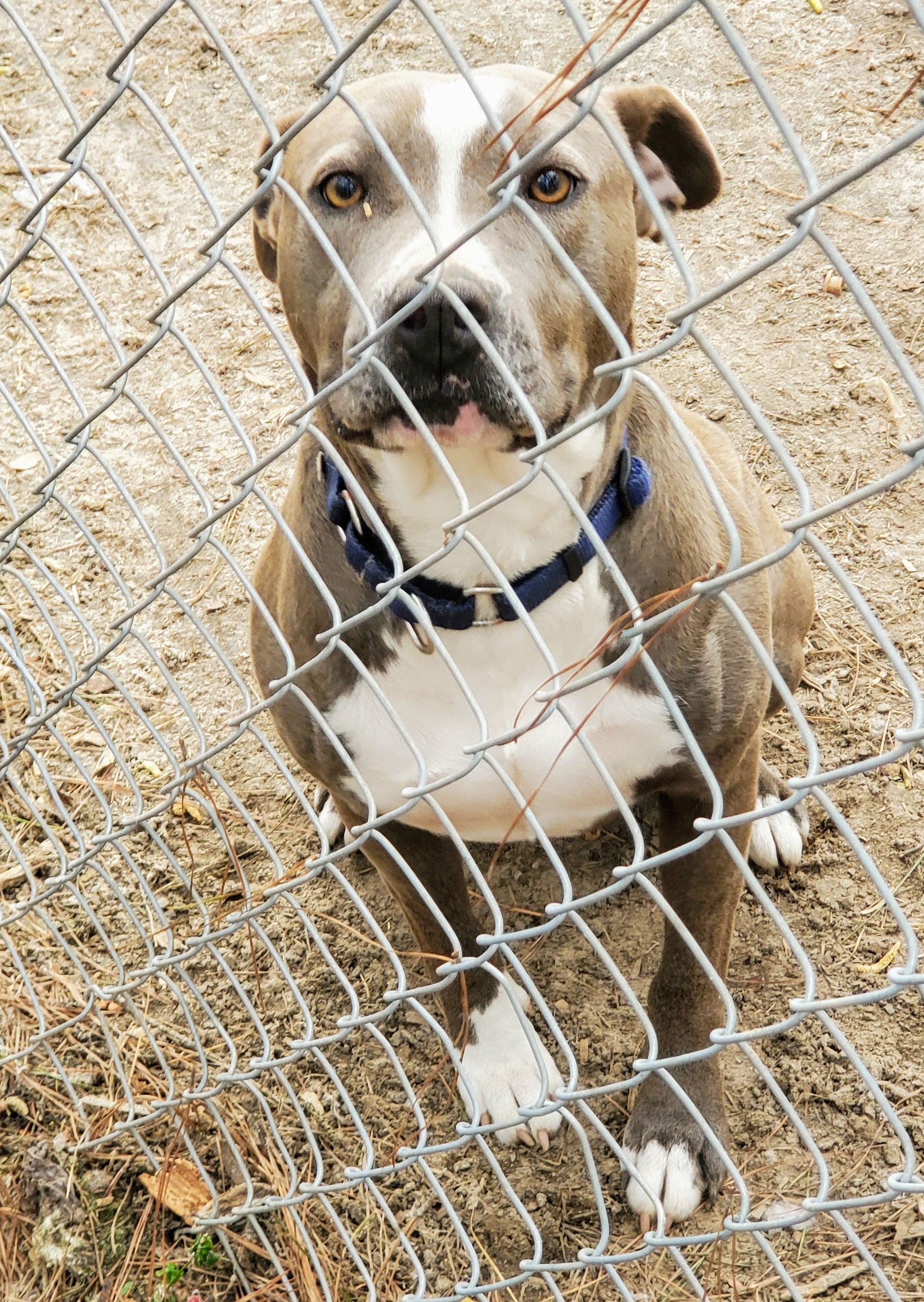 Janice, an adoptable American Bully, American Bulldog in Bluffton, SC, 29910 | Photo Image 2