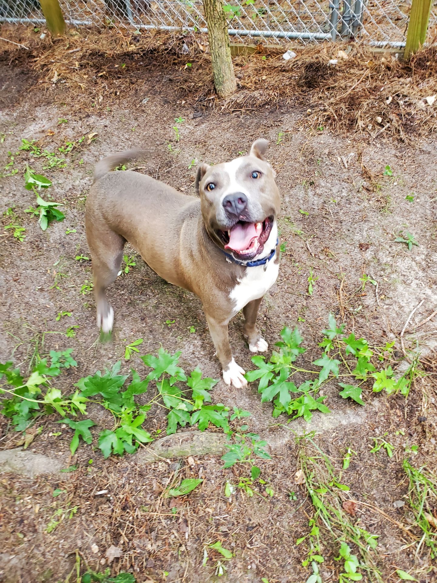 Janice, an adoptable American Bully, American Bulldog in Bluffton, SC, 29910 | Photo Image 1