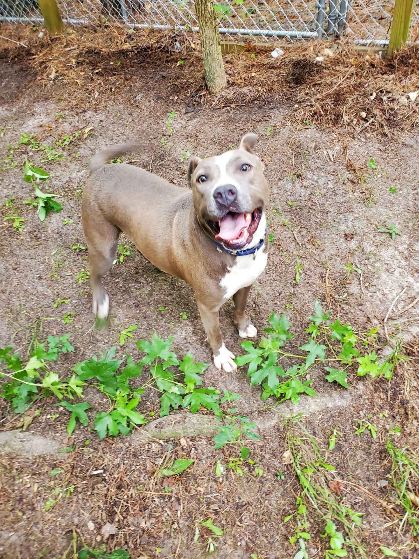 Janice, an adoptable American Bully, American Bulldog in Bluffton, SC, 29910 | Photo Image 1