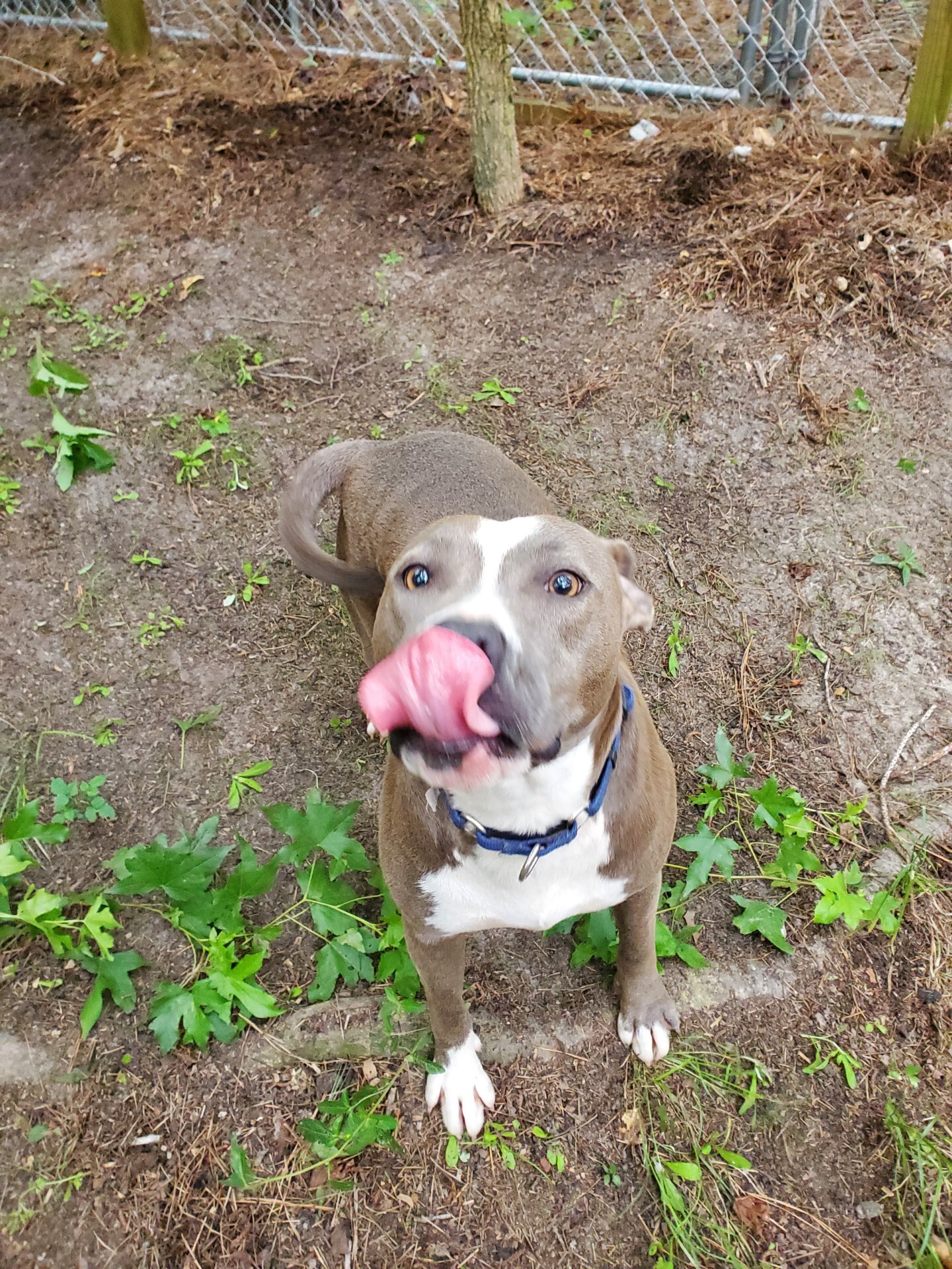 Janice, an adoptable American Bully, American Bulldog in Bluffton, SC, 29910 | Photo Image 3