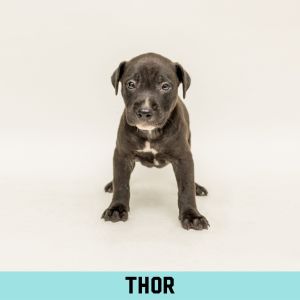 Thor