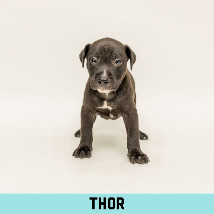 Thor 1