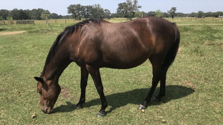 Stormy, an adoptable Thoroughbred Mix in Brenham, TX_image-2