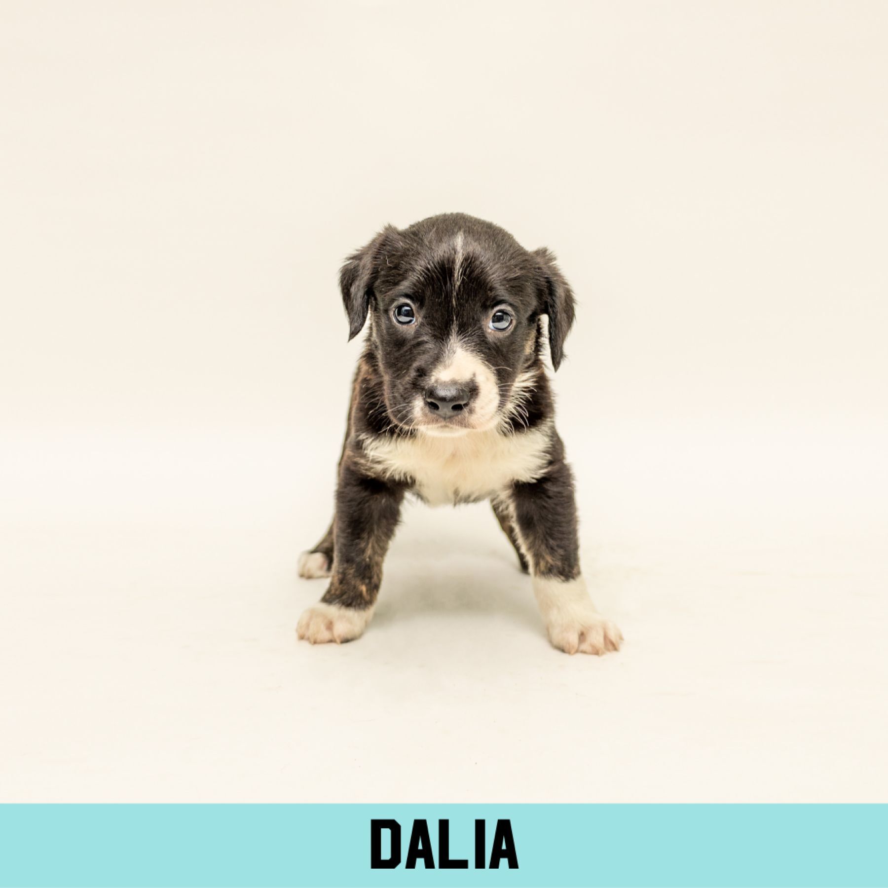 Dalia detail page