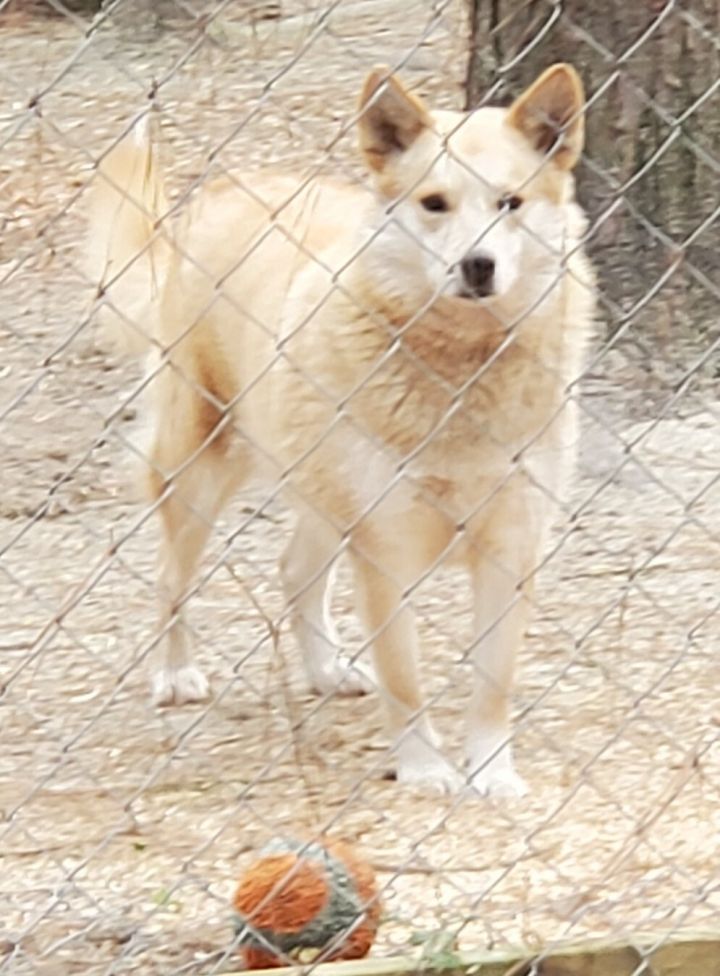 Foxy, an adoptable American Eskimo Dog & Labrador Retriever Mix in Bluffton, SC_image-1