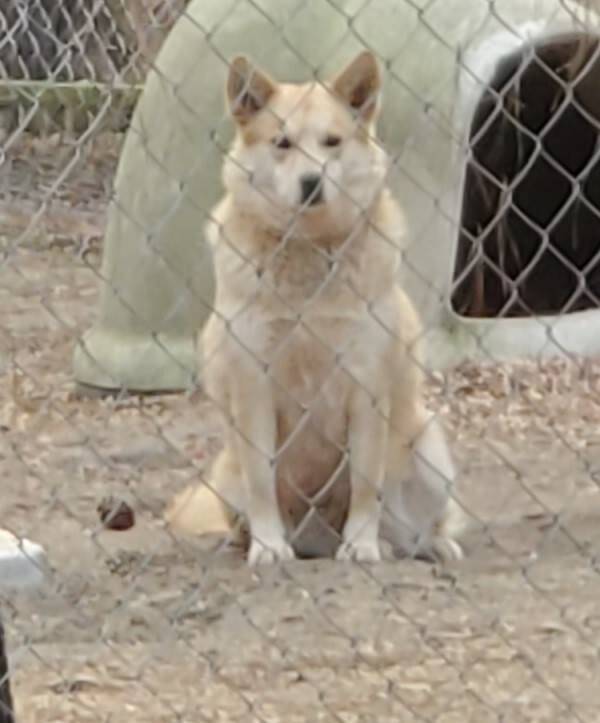 Foxy, an adoptable American Eskimo Dog, Labrador Retriever in Bluffton, SC, 29910 | Photo Image 2