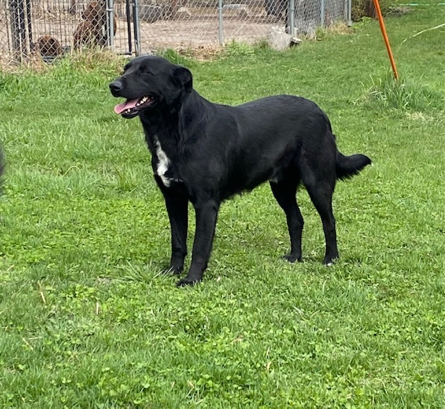 Spike, an adoptable Black Labrador Retriever in Clarion, IA, 50525 | Photo Image 1