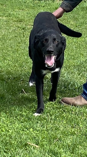 Spike, an adoptable Black Labrador Retriever in Clarion, IA, 50525 | Photo Image 2