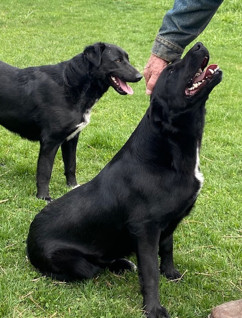 Spike, an adoptable Black Labrador Retriever Mix in Clarion, IA_image-3