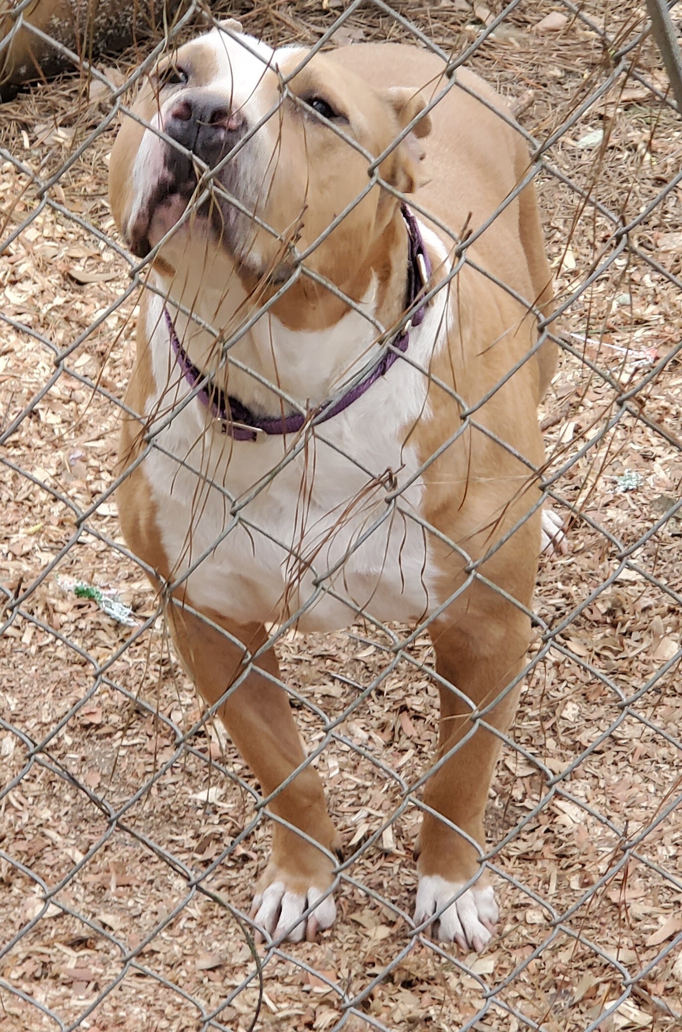 Tank, an adoptable American Staffordshire Terrier in Bluffton, SC, 29910 | Photo Image 1