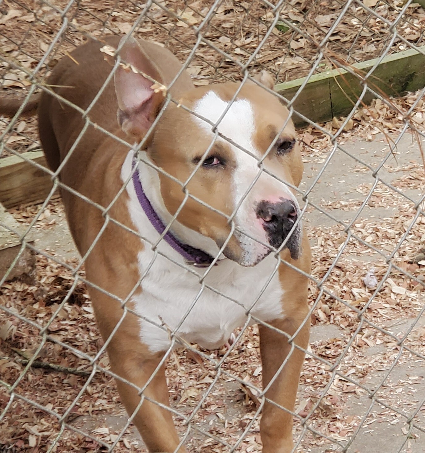 Tank, an adoptable American Staffordshire Terrier in Bluffton, SC, 29910 | Photo Image 2