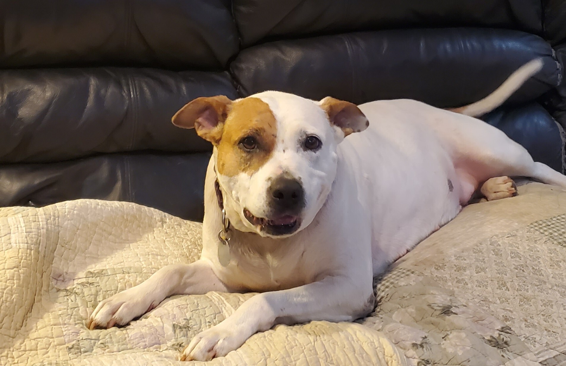 Carmen, an adoptable American Staffordshire Terrier, American Bully in Bluffton, SC, 29910 | Photo Image 1