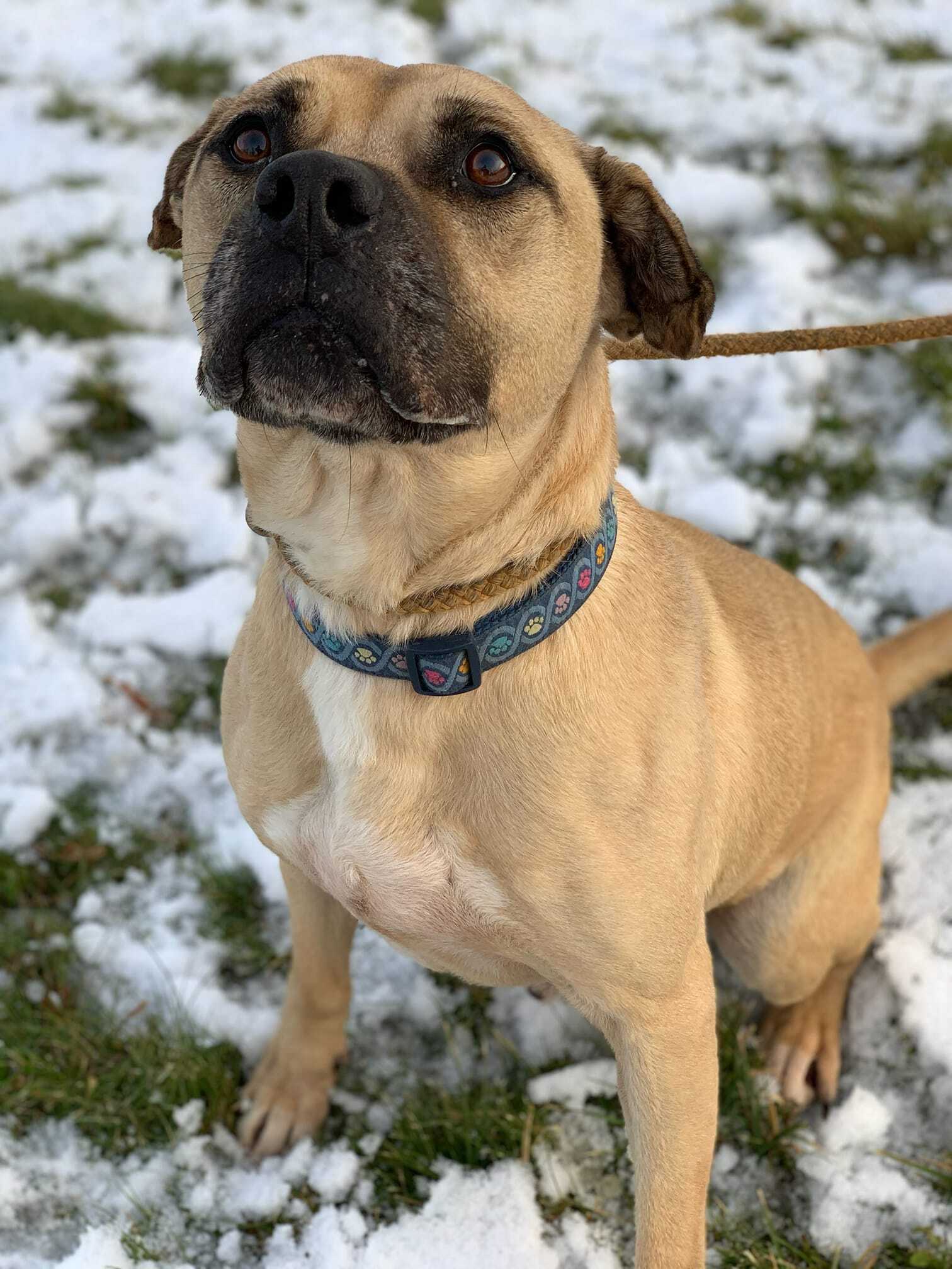 Buddy, an adoptable Mountain Cur in Rochester, NY, 14624 | Photo Image 2
