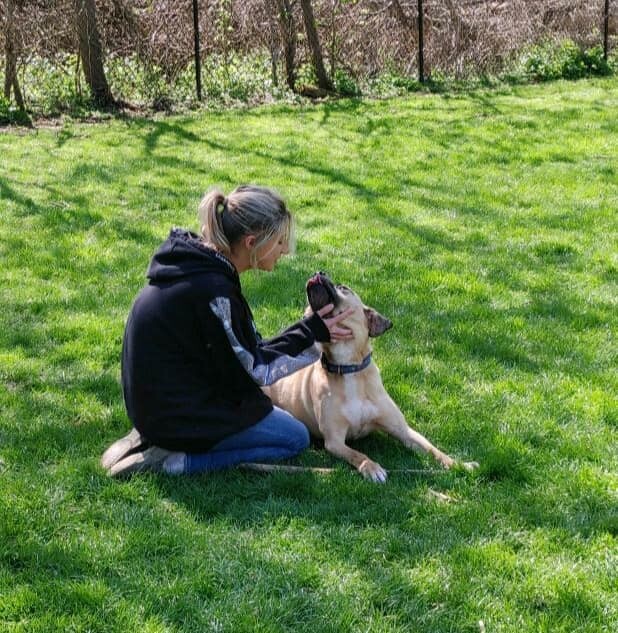 Buddy, an adoptable Mountain Cur in Rochester, NY, 14624 | Photo Image 3
