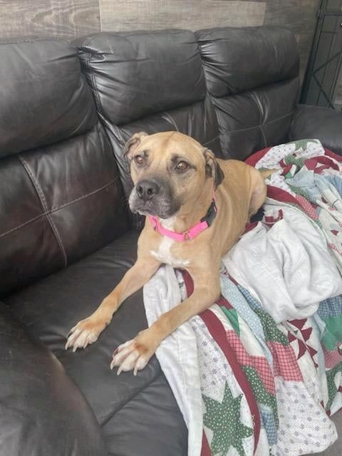 Buddy, an adoptable Mountain Cur in Rochester, NY, 14624 | Photo Image 1
