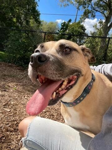 Buddy, an adoptable Mountain Cur in Rochester, NY, 14624 | Photo Image 5