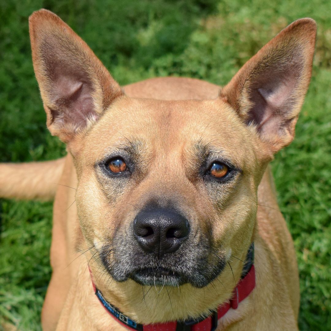 Samantha, an adoptable Cattle Dog, American Staffordshire Terrier in Huntley, IL, 60142 | Photo Image 1
