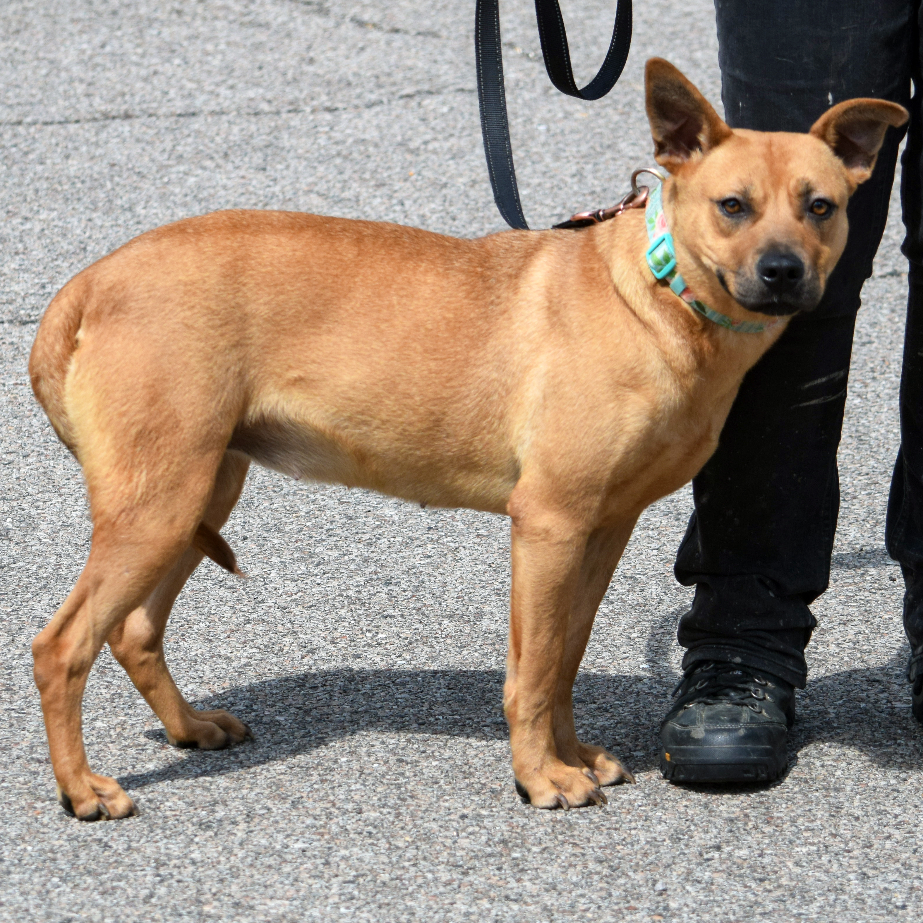 Samantha, an adoptable Cattle Dog, American Staffordshire Terrier in Huntley, IL, 60142 | Photo Image 3