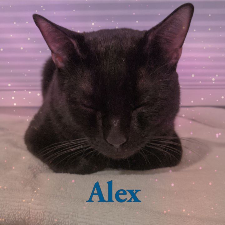 Alex 2