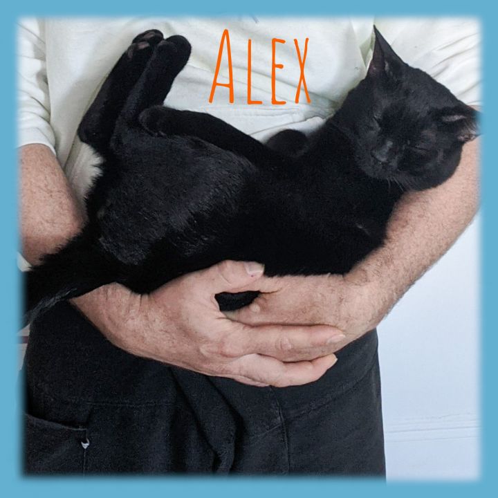Alex 3