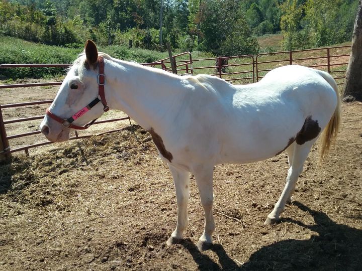 Jasmine - Senior Companion Only 6