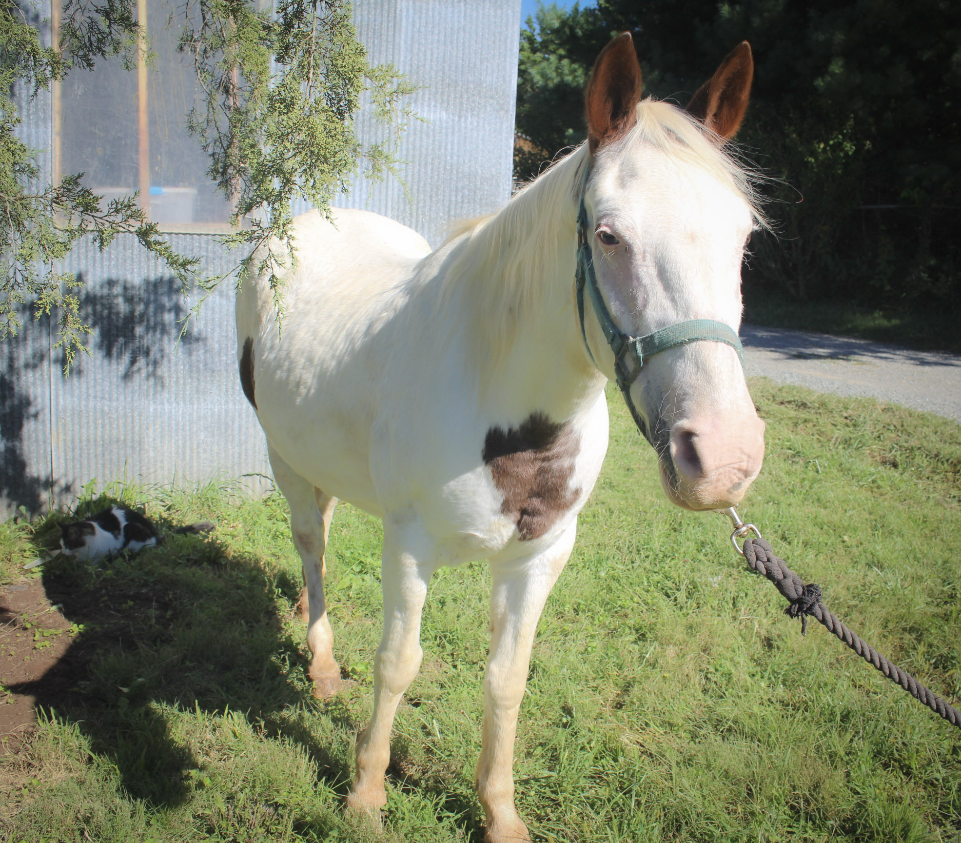 Horse for adoption Jasmine Senior Companion Only, a Paint / Pinto