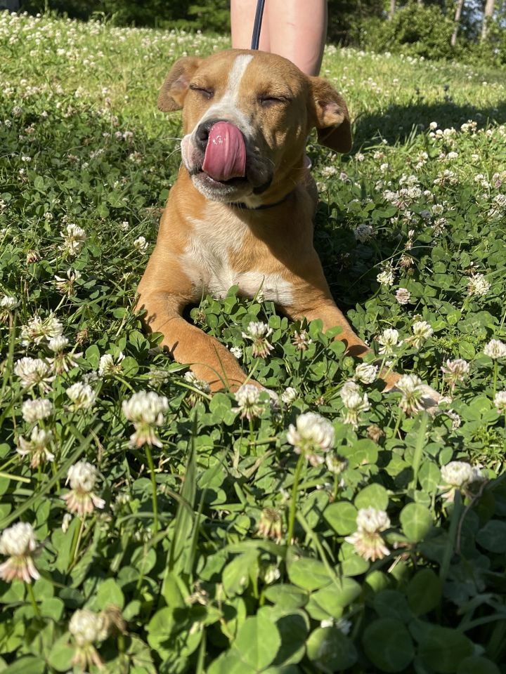 Lola, an adoptable Labrador Retriever Mix in Brattleboro, VT_image-3